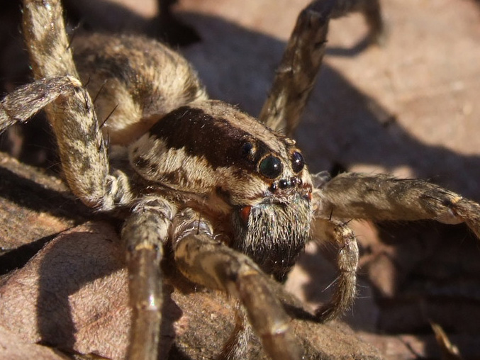 Hogna sp.